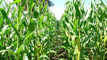 Kukurydza uprawa i nawożenie