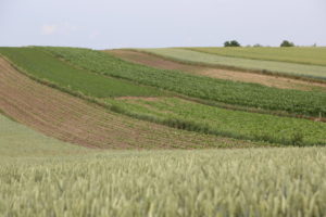 nawożenie dolistne