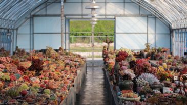 Szklarnia z poliwęglanu