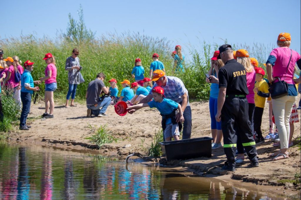 Pan Karp zarybia Wisłę