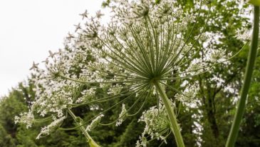 Barszcz Sosnowskiego