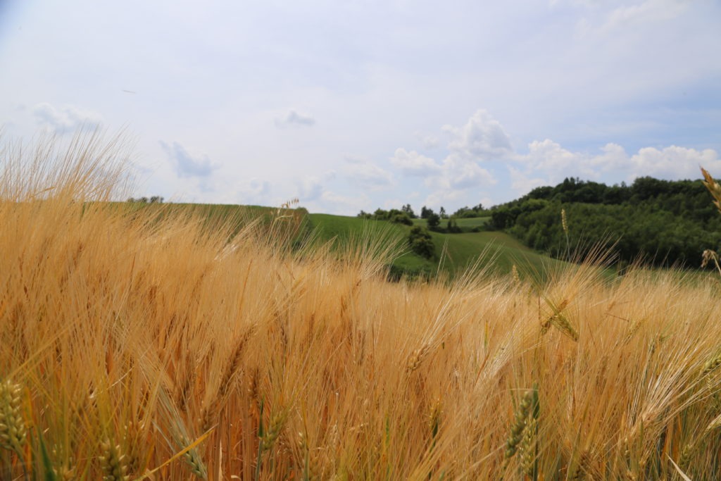 Dzierżawa gruntu pod farmę fotowoltaiczną