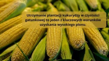 Oprysk na chwasty w kukurydzy