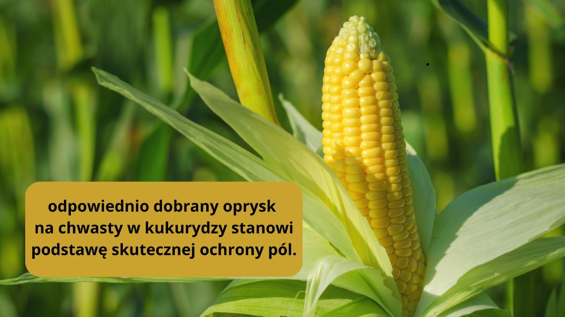 Oprysk na chwasty w kukurydzy
